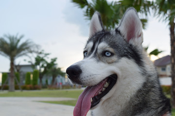 Siberian husky puppy dog.