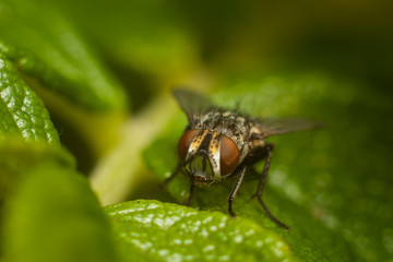 The fly on the leaf, macro