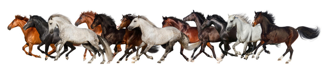 Horse herd run gallop isolated on white background