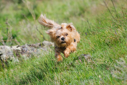 Running dog/Yorkshire Terrier running on the field
