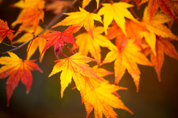 Fototapeta na wymiar Colorful maple leaf in autumn