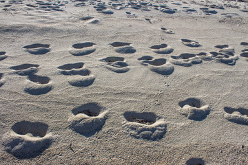 Follow in sand