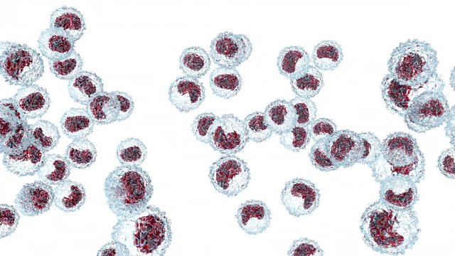 Monocyte type leukocyte cells flowing in the bloodstream.
