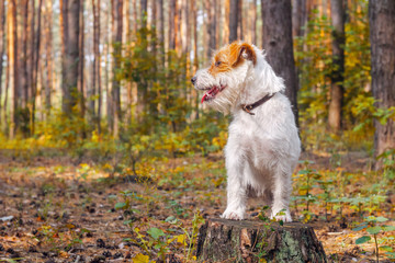 White dog breed Jack Russell terrier standing on a stump in the park