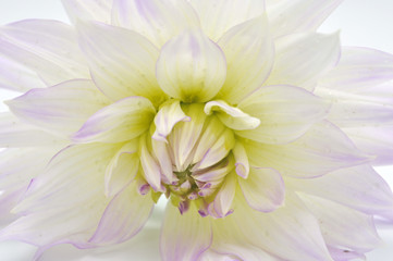 Хризантема изолированная на белом