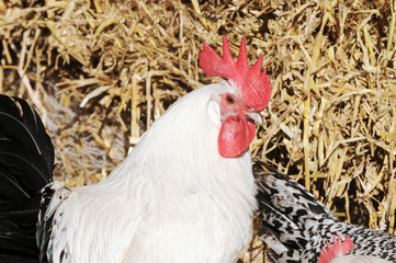 chicken in front of straw