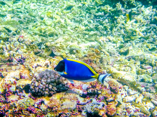 Blue tang eating the coral