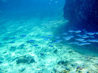 Fish trip in Seychelles underwater