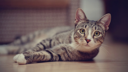 Striped cat with white paws lies
