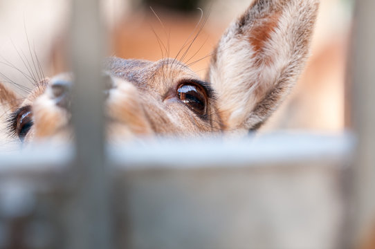 Caged Animal Eye Close Up Detail Of Deer