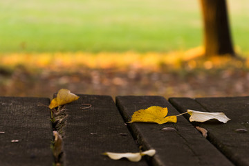 Leaves, park, early fall