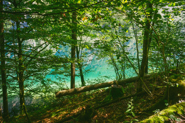 Colorful water of Obersee lake through thicket