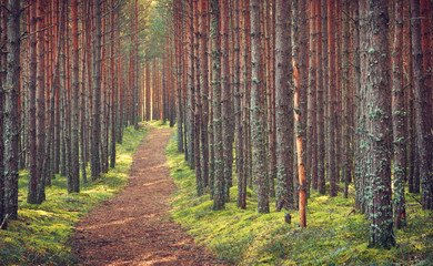 Lahemaa national park forest in september. Pine tree woods in early morning with path going throuhg