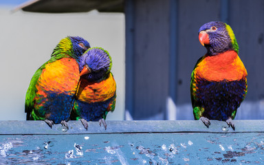 Fototapete bei efototapeten.de bestellen   