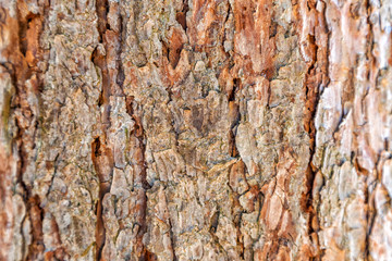 Bark of a coniferous tree