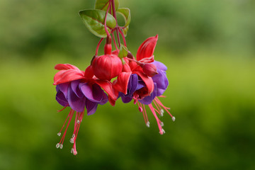 Froufrous et lampions