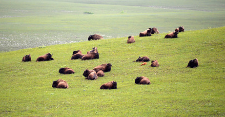Herd of Bisons in the North American Prairie