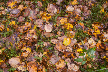 Top view of a wet autumn leaves