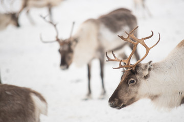 group of reindeers in winter © MuzzyCo