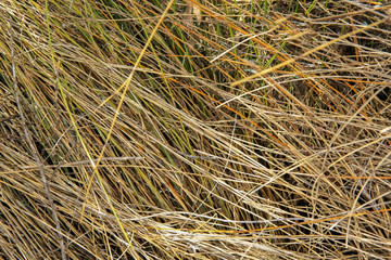 Close up dry grass, natural background