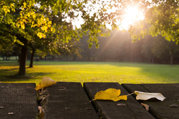 Leaves, park, early fall