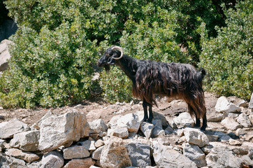 Black mountain goat standing in the sun on a rock