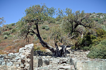 Ancient olive tree on the island in the Aegean Sea, Turkey