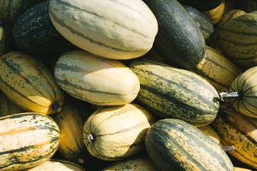 Großer Haufen Kürbisse zur Erntezeit 