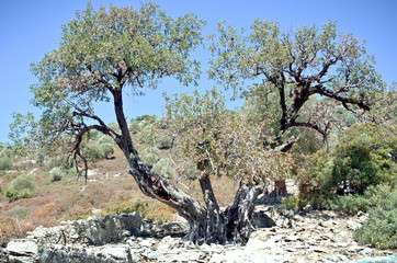 Ancient olive tree on the island in the Aegean Sea