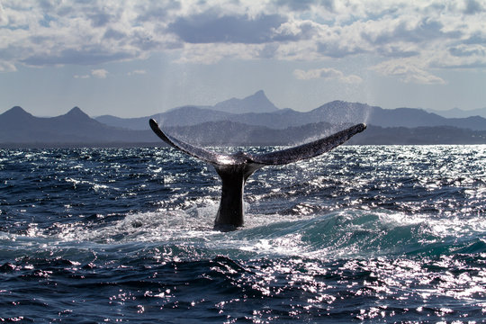 Humpback Whale
