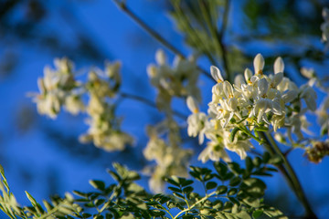 Moringa Blüten am Baum