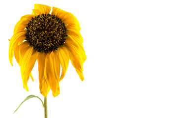 Sunflower yellow, wilt