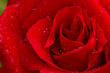 Red rose closeup.