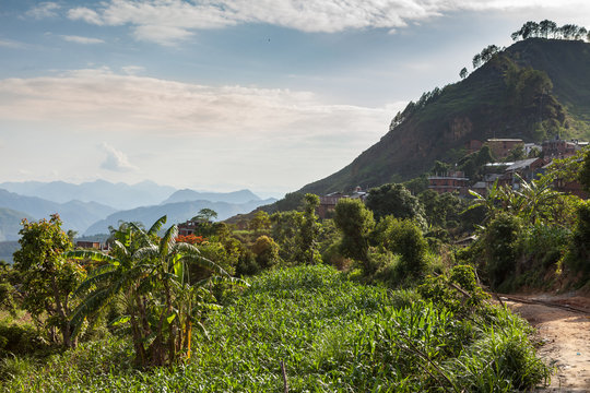 Trees on Top of Mountain