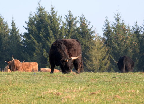 The boss, giant black bull infront of his cows