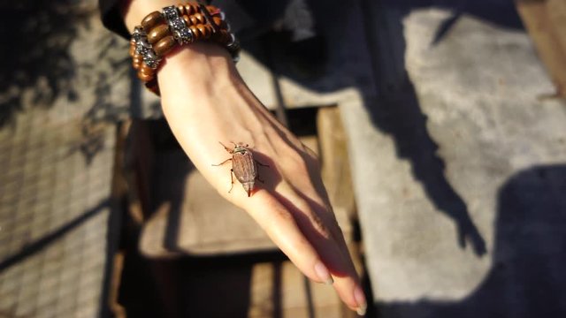 cockchafer chafer beetle crawls on a hand closeup shot