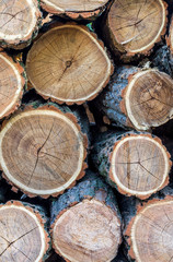 Stacked tree trunks in cross-section close-up Timber industry.