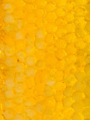 honeycomb under fresh honey