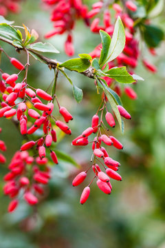 ripe fruits of red Berberis (barberry) on twig