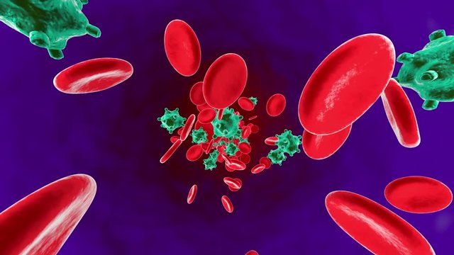 Erythrocytes, Viruses and Monocytes flowing in the blood stream symbolizing the human immune system fighting against intruders.
