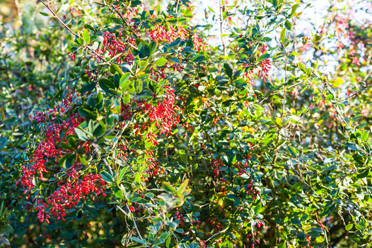 ripe fruits of red Berberis (barberry) on tree