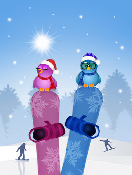 funny birds on snowboard in winter