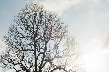Dead tree with branches and no leaves and sky
