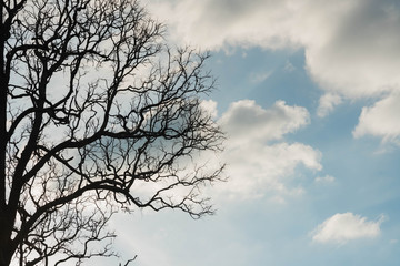 Dead tree with branches and no leaves and sky