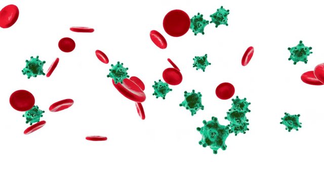 Erythrocytes, Viruses and Monocytes flowing in the blood stream symbolizing the human immune system fighting against intruders.
