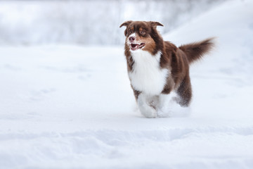 Dog breed Australian Shepherd, Aussie,
