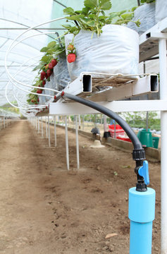 Strawberry farm in the greenhouse at Samoeng, Chiangmai, Thailand.