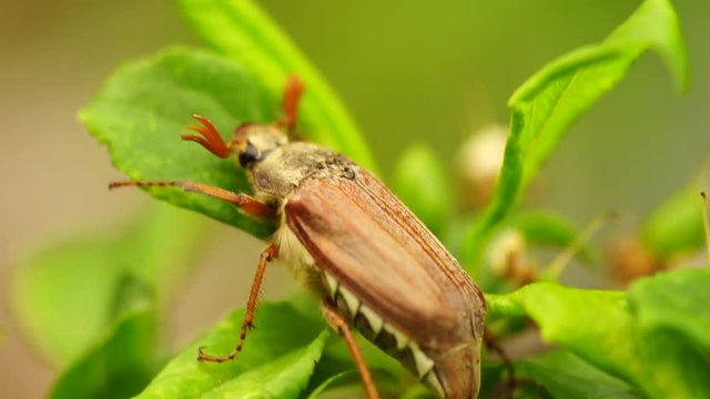 chafer cockchafer creeps on the green sheet macro closeup shot