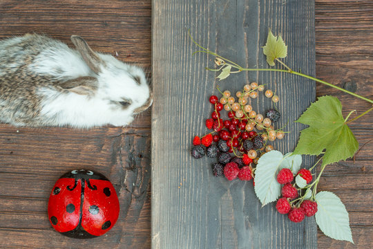 rabbit or hare with wild berries