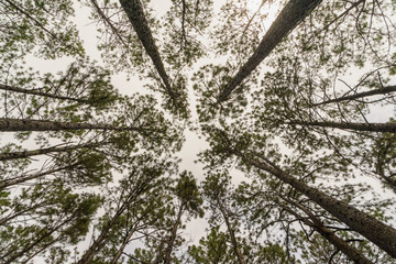 Bo kaeo pine tree garden, Chiang Mai, Thailand